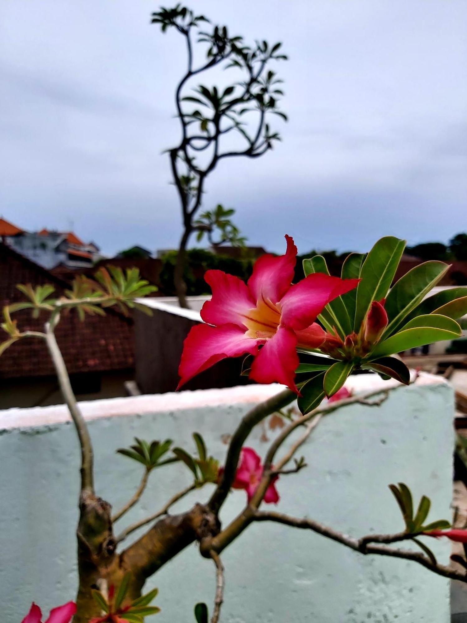 Genta House Guest house Kuta (Bali)
